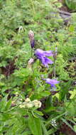 Campanula stevenii subsp. turczaninovii (Fed.) Victorov resmi