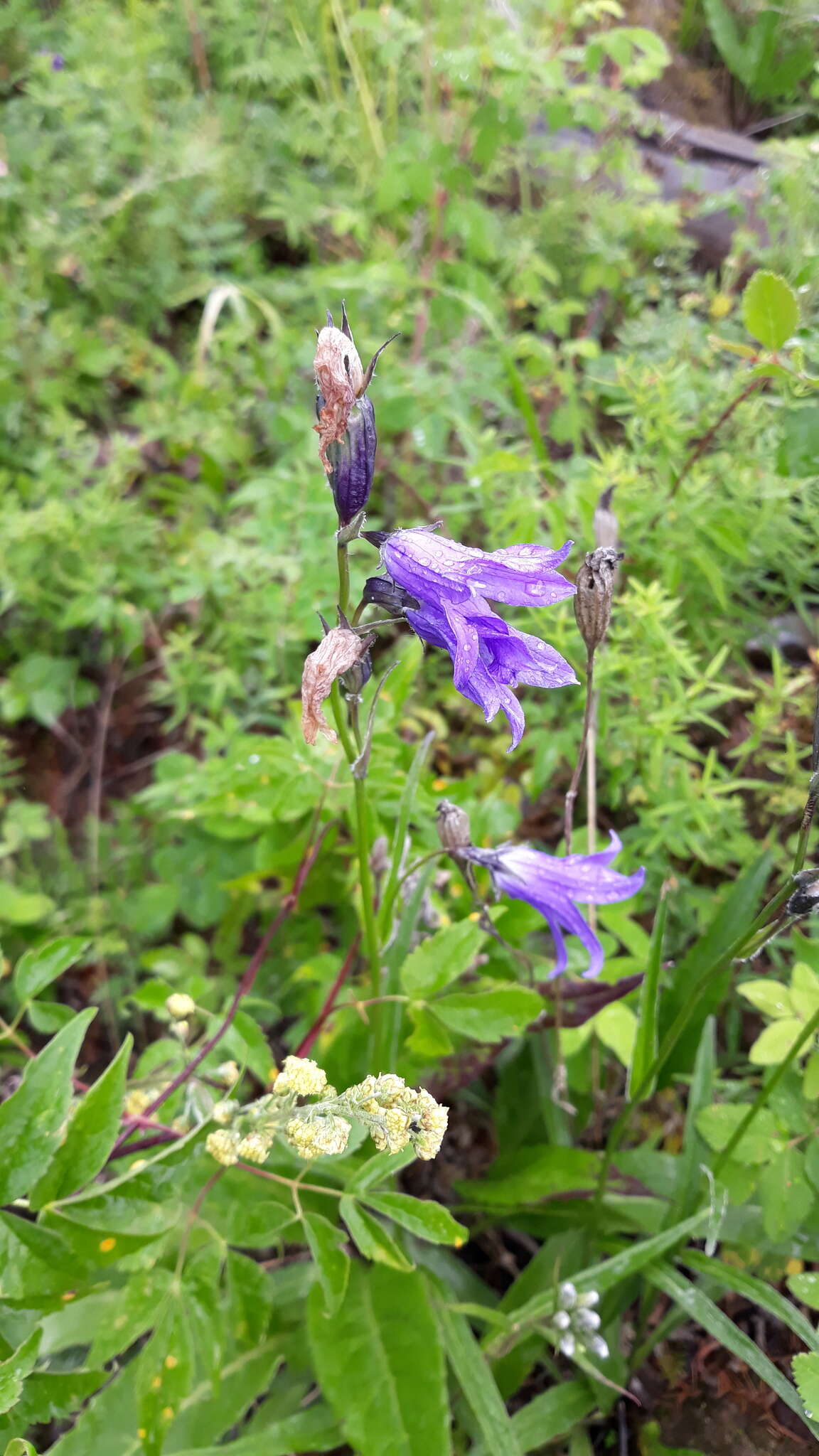 Campanula stevenii subsp. turczaninovii (Fed.) Victorov resmi