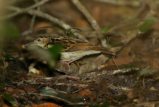 Image of Sokoke Pipit