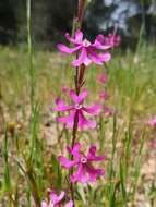 صورة Silene scabriflora Brot.