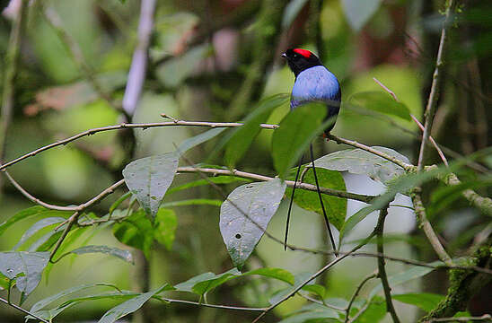 Image of Long-tailed Manakin