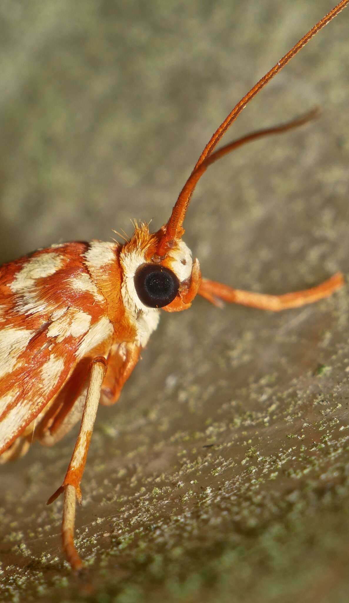 Image of Lactura erythractis Meyrick 1886