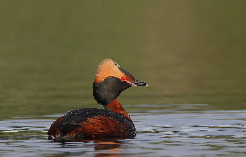 Image of Podiceps Latham 1787