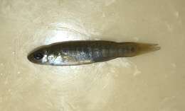 Image of Bayou Killifish