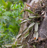 Image of <i>Rhipsalis triangularis</i>