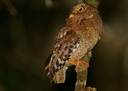 Image of Morden's Scops-owl