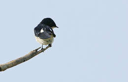 Hirundo leucosoma Swainson 1837 resmi