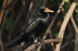 Image of Long-tailed Cormorant