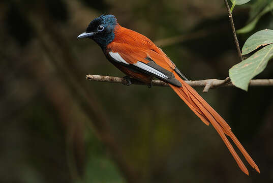 Image of Black-headed Paradise-Flycatcher