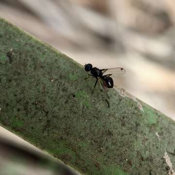 Image of Parapalaeosepsis plebeia (Meijere 1906)