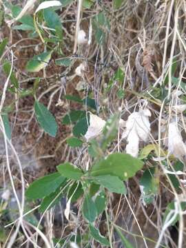 Image of Sinapidendron frutescens subsp. frutescens