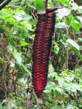 Image of Heliconia mariae Hook. fil.