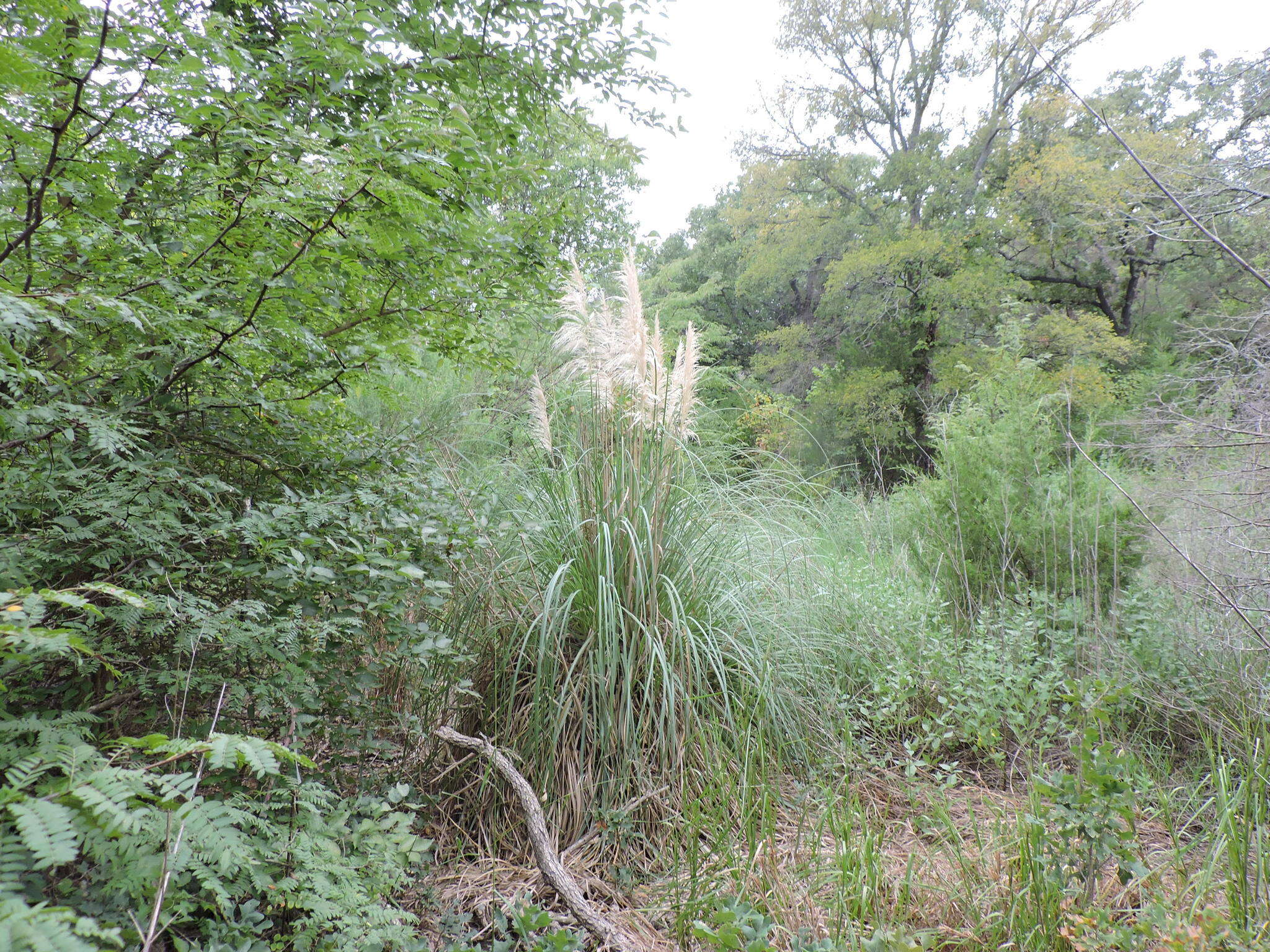 Plancia ëd Cortaderia selloana (Schult. & Schult. fil.) Asch. & Graebn.