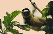 Image of Verreaux's Sifaka