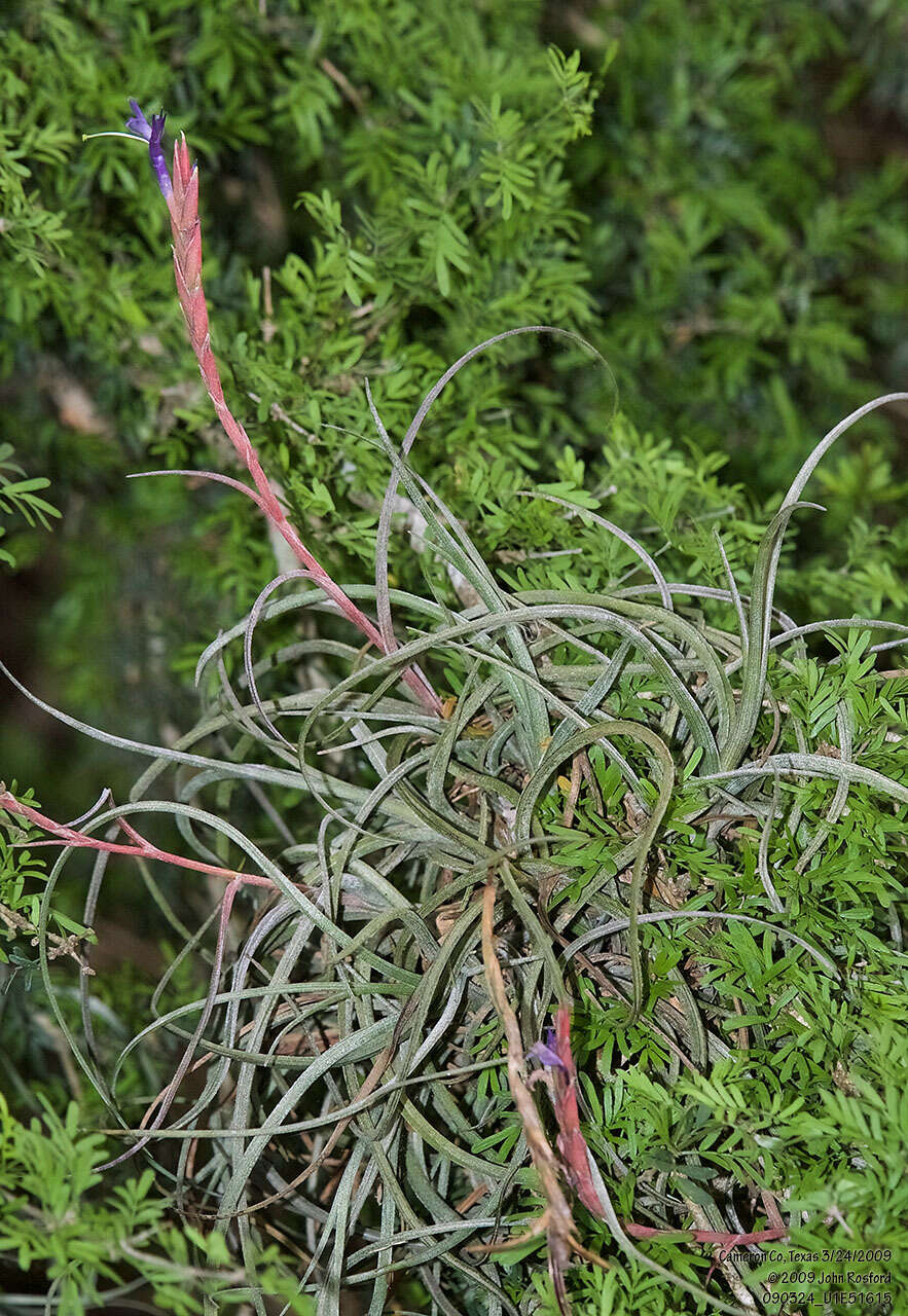 Image of reflexed airplant