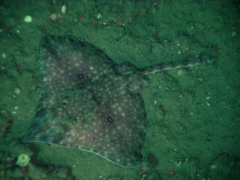 Image of Longnose Skate