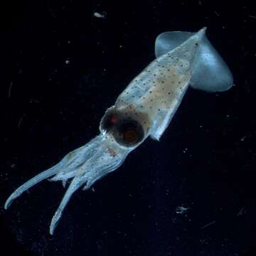 Image of Enoploteuthidae Pfeffer 1900