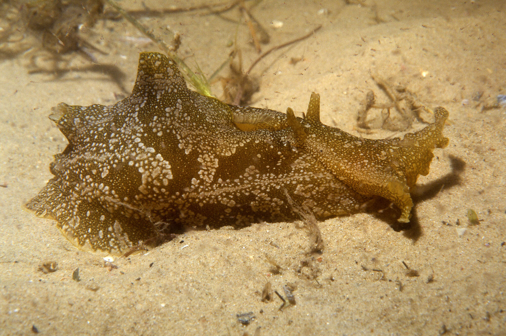 Image of Syphonota H. Adams & A. Adams 1854