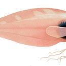 Image of Threadfin seasnail