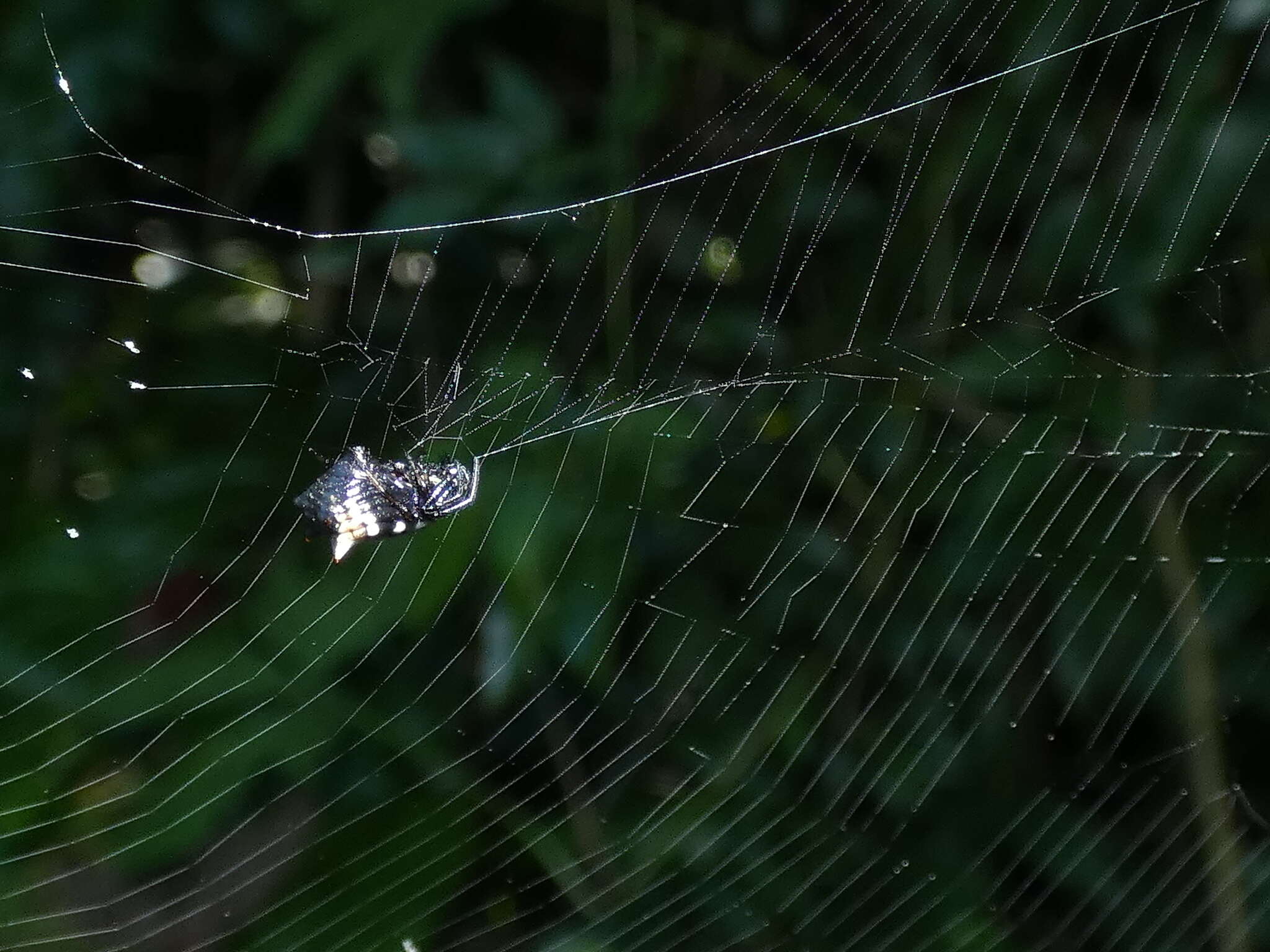 Image of Micrathena fidelis (Banks 1909)