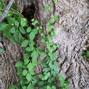 Cissus trifoliata (L.) L. resmi