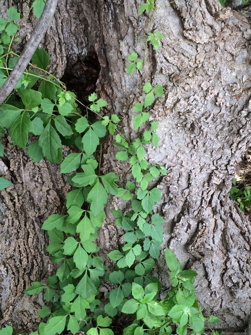 Cissus trifoliata (L.) L. resmi