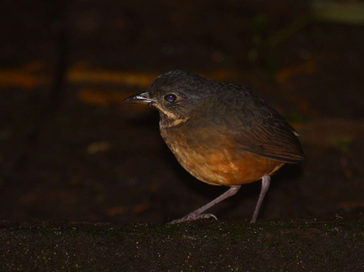 Image of antpittas