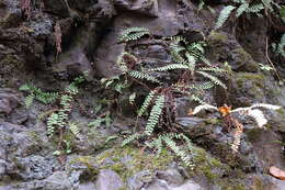 Image of Polystichum craspedosorum (Maxim.) Diels