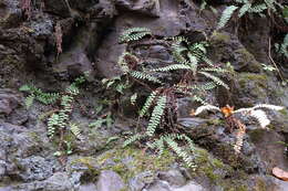 Plancia ëd Polystichum craspedosorum (Maxim.) Diels