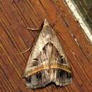 صورة Acantholipes circumdata Walker 1858