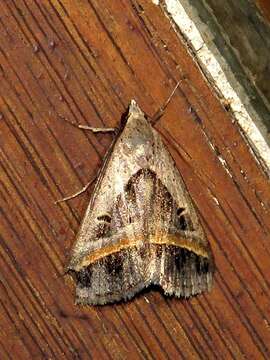 Image de Acantholipes circumdata Walker 1858