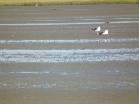 Image of Great Black-backed Gull