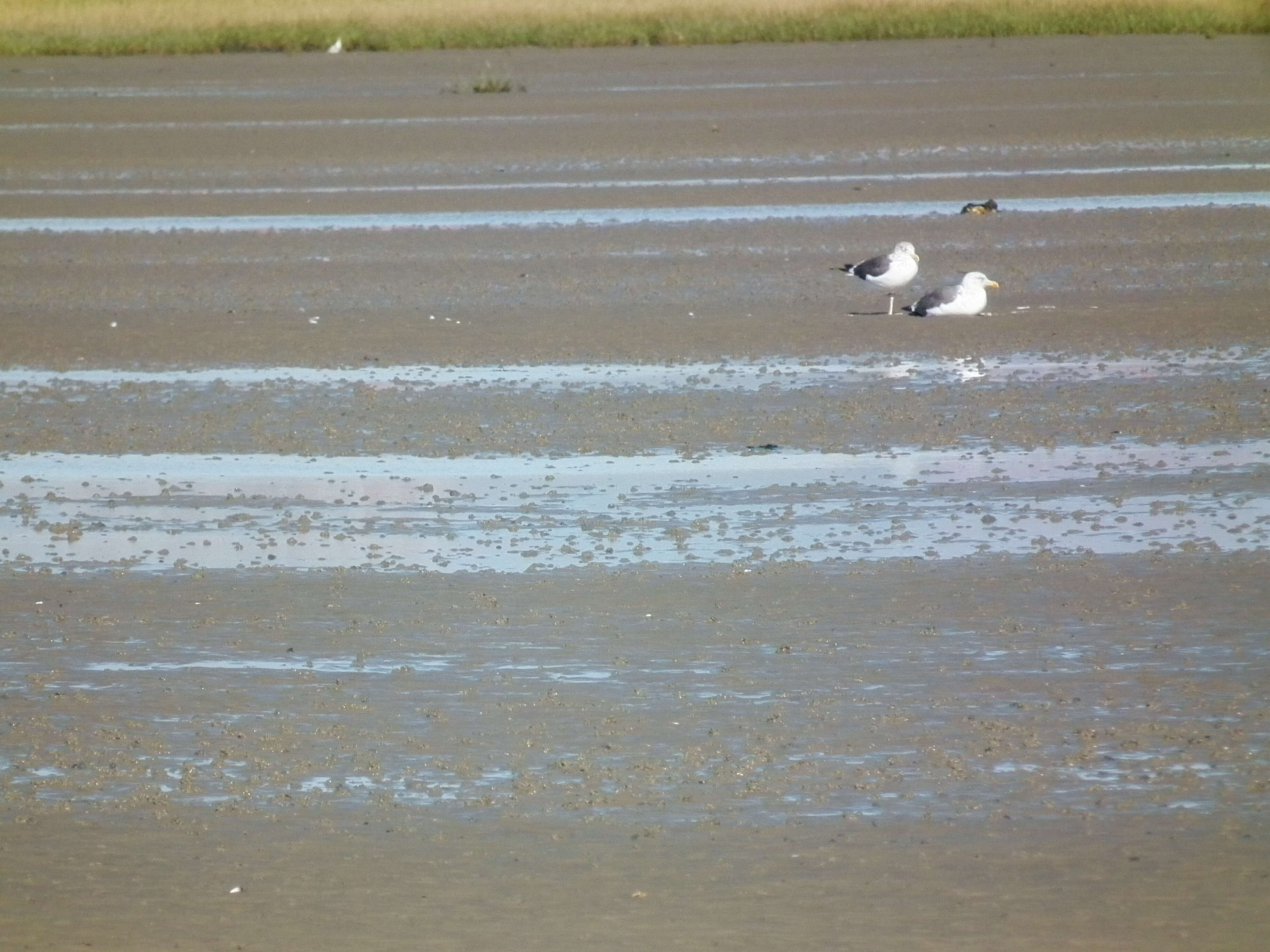 Image of Great Black-backed Gull