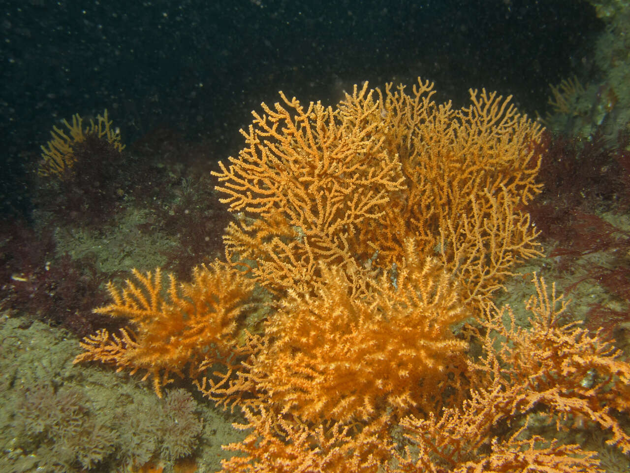 Image of Broad Sea Fan