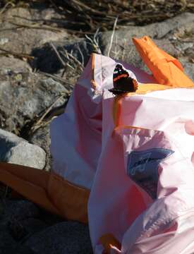 Image of Red Admiral