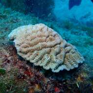 Image of Maze Coral