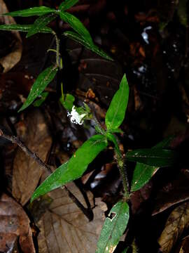 Image of Palicourea callithrix (Miq.) Delprete & J. H. Kirkbr.