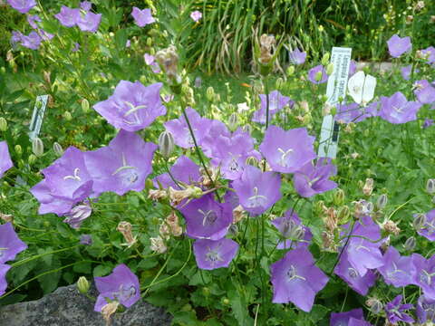 Image of tussock bellflower