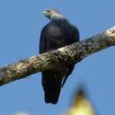 Image of Madagascan Blue Pigeon