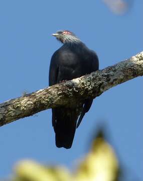 Image of blue pigeon