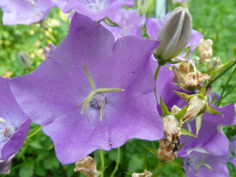 Image of tussock bellflower