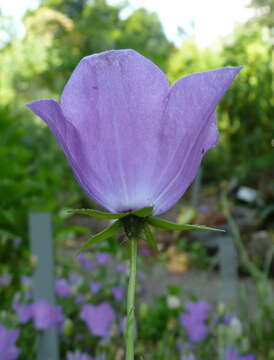 Image of tussock bellflower