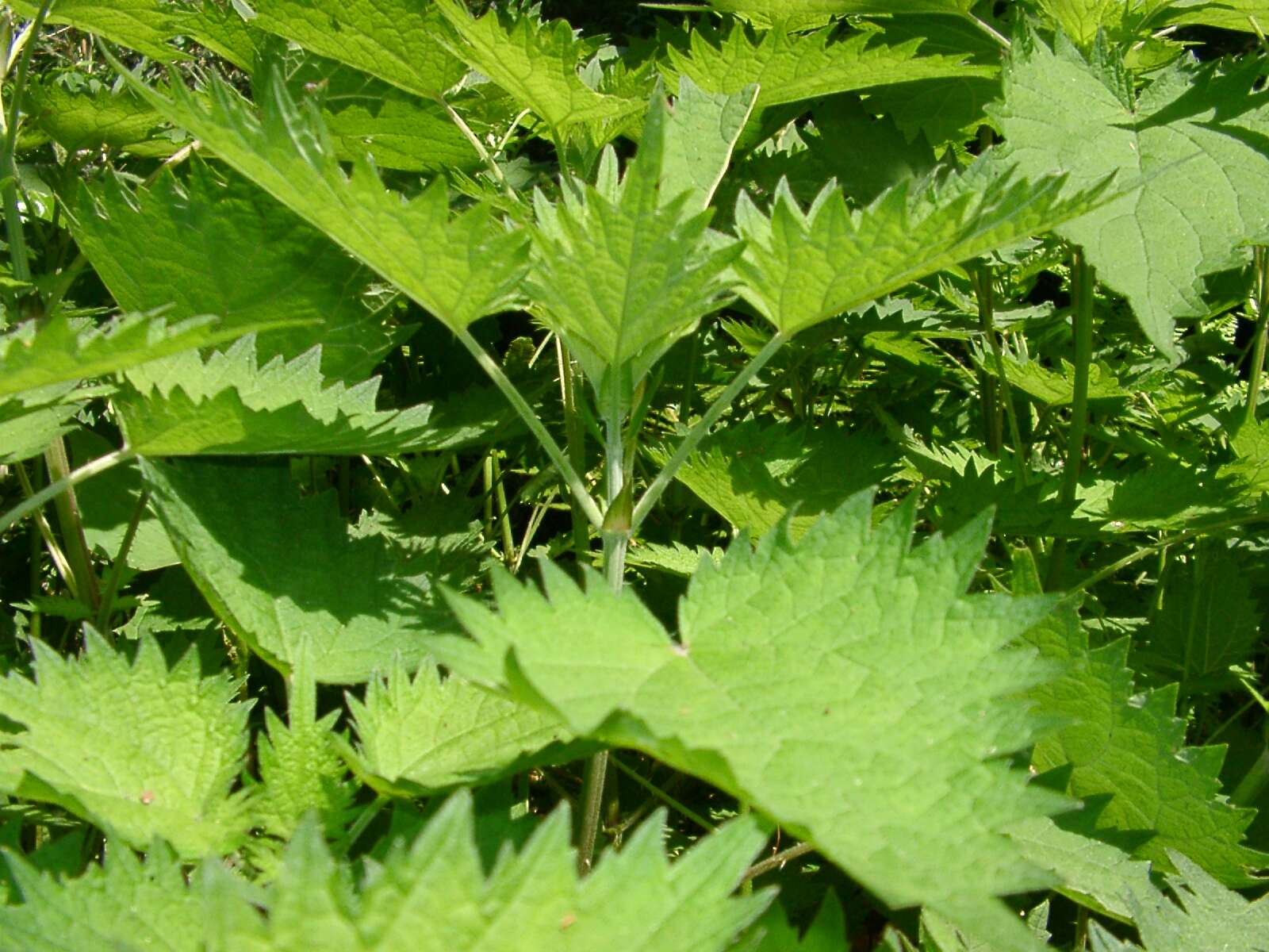 Слика од Urtica thunbergiana Sieb. & Zucc.