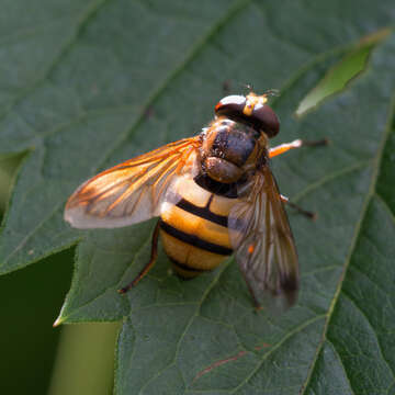 Image of lesser hornet hoverfly