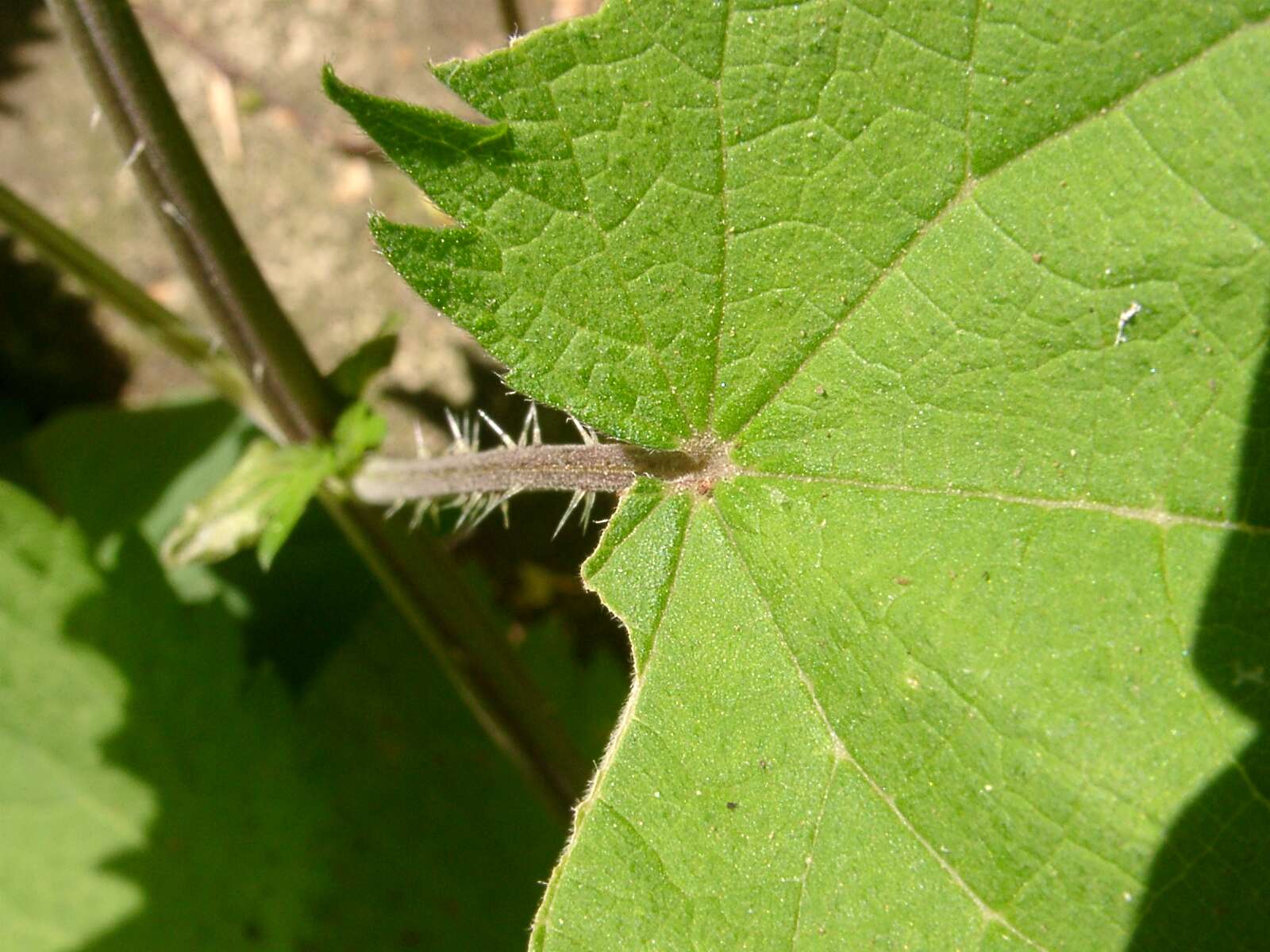 Слика од Urtica thunbergiana Sieb. & Zucc.