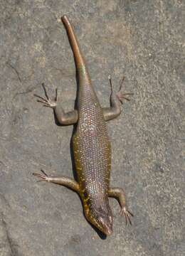 Image of Five-lined Skink