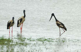 Image of Black-necked Stork