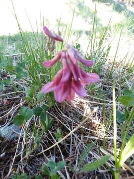 Plancia ëd <i>Trifolium brandegeei</i>