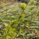 Слика од Baloskion tetraphyllum (Labill.) B. G. Briggs & L. A. S. Johnson