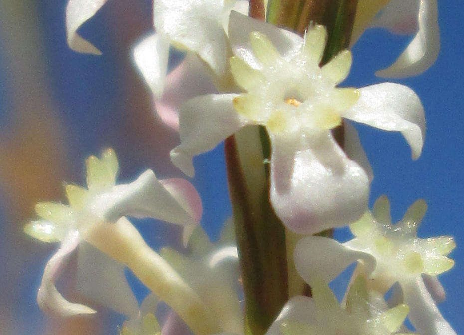 Image of Struthiola dodecandra (L.) Druce